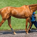 The Art of Racehorse Pedigree: Understanding Bloodlines