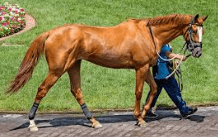 The Art of Racehorse Pedigree: Understanding Bloodlines