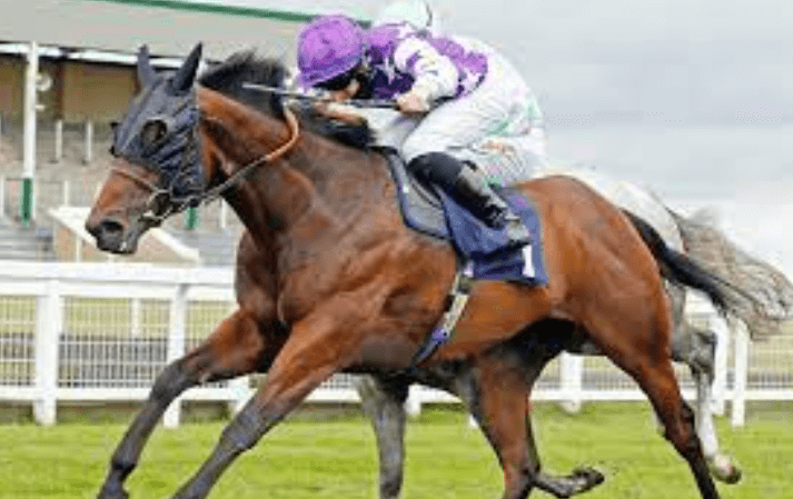 Why Do Horses Wear Blinkers in Races?