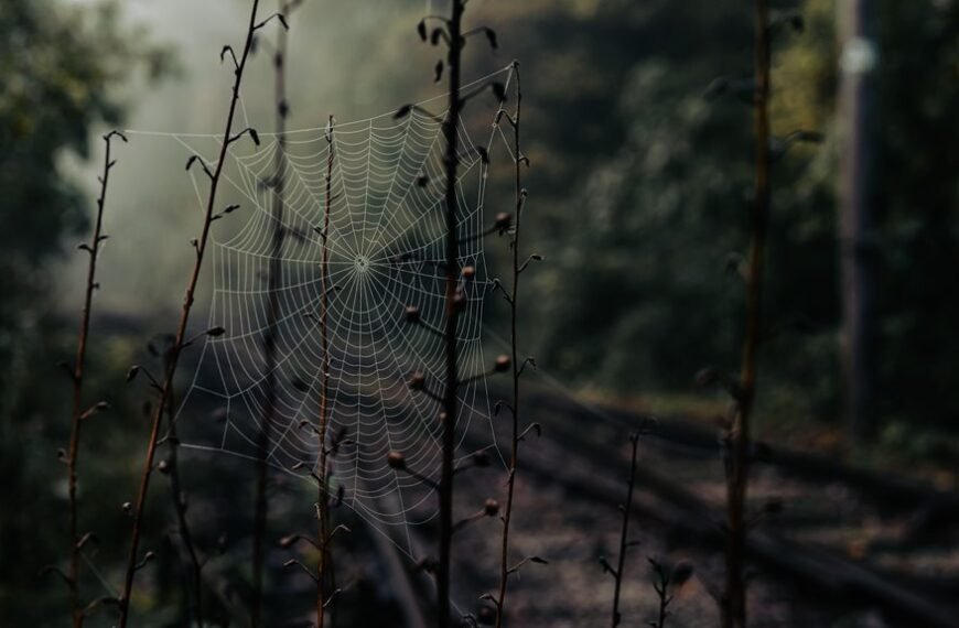 web entity behavior tracking analysis